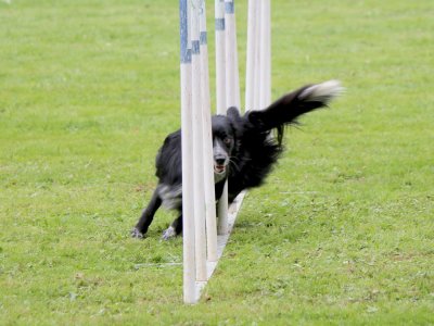 Concours d'agility,  les photos du dimanche