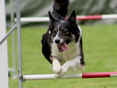 Concours d'agility, les photos du samedi