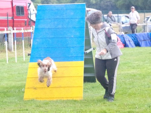 Concours d'agility, Montret, 23 juin 2024