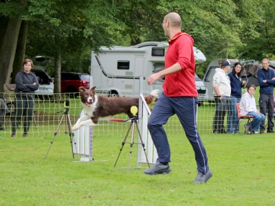 Concours d'agility,  les photos du dimanche
