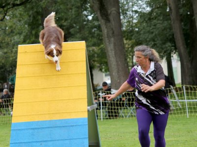 Concours d'agility,  les photos du dimanche