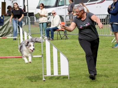 Concours d'agility, les photos du samedi