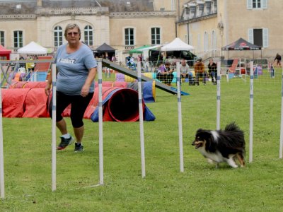 Concours d'agility,  les photos du dimanche