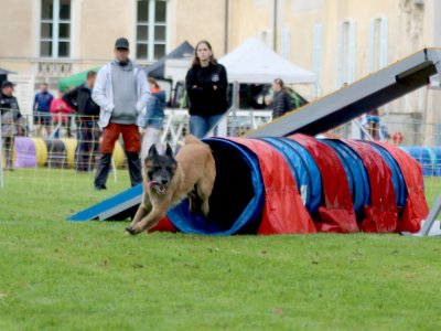 Concours d'agility, les photos du samedi