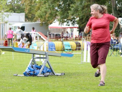 Concours d'agility,  les photos du dimanche
