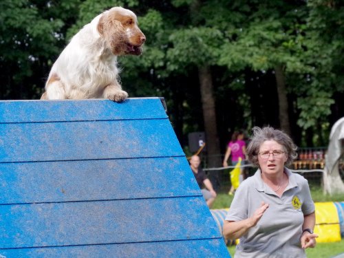 Concours d'agility, Sanvignes, 27 juillet 2024