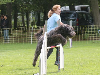 Concours d'agility, les photos du samedi