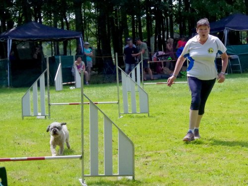 Concours d'agility, Sanvignes, 27 juillet 2024