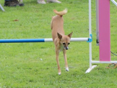 Concours d'agility, les photos du samedi