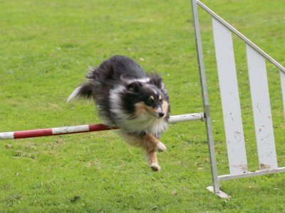 Concours d'agility, les photos du samedi