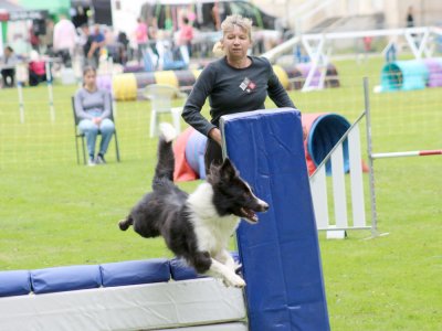 Concours d'agility, les photos du samedi