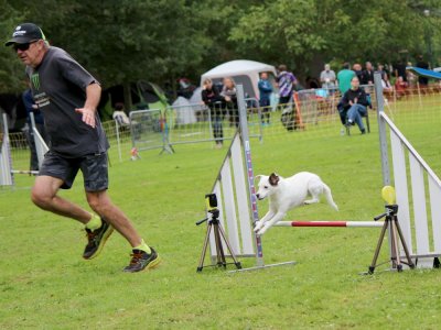 Concours d'agility,  les photos du dimanche