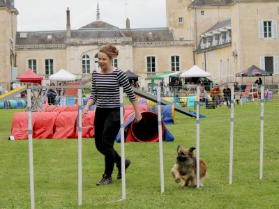 Concours d'agility,  les photos du dimanche