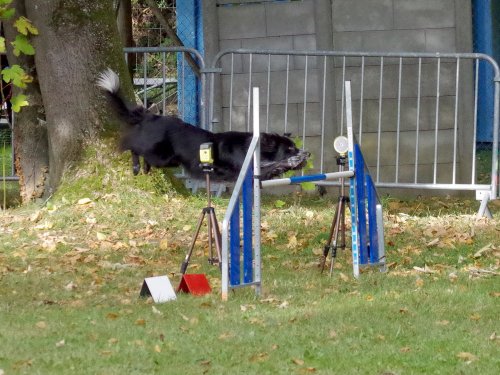 Concours d'agility, Châtenoy le royal 29 septembre 2024