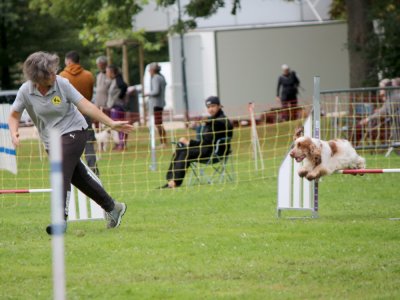Concours d'agility,  les photos du dimanche