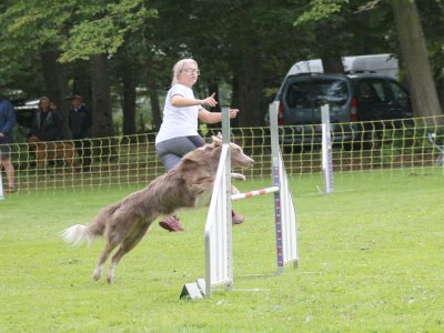 Concours d'agility, les photos du samedi