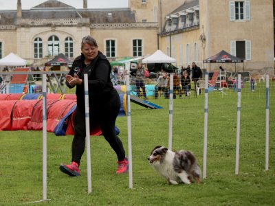 Concours d'agility,  les photos du dimanche