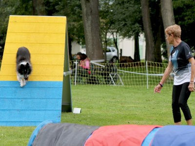 Concours d'agility,  les photos du dimanche