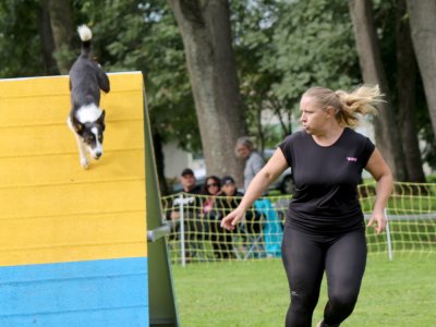 Concours d'agility,  les photos du dimanche