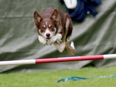 Concours d'agility, les photos du samedi
