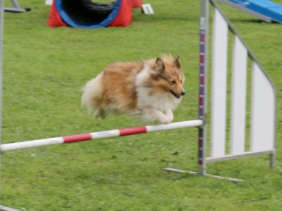 Concours d'agility, les photos du samedi