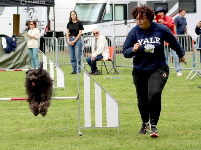 Concours d'agility, les photos du samedi