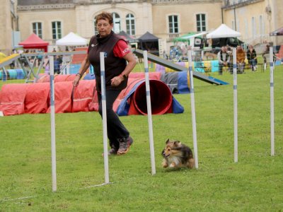 Concours d'agility,  les photos du dimanche