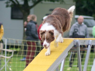 Concours d'agility, les photos du samedi