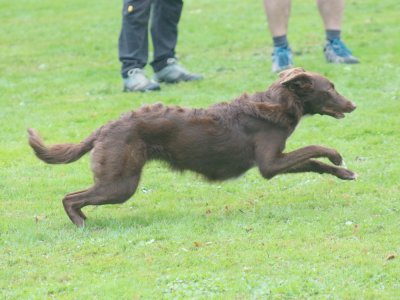 Concours d'agility, les photos du samedi