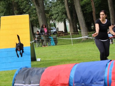 Concours d'agility,  les photos du dimanche