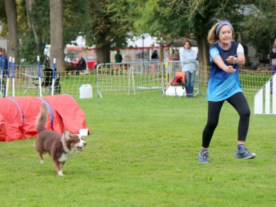Concours d'agility,  les photos du dimanche