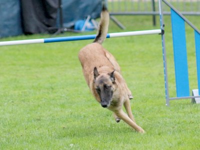 Concours d'agility, les photos du samedi