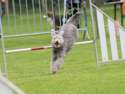 Concours d'agility, les photos du samedi