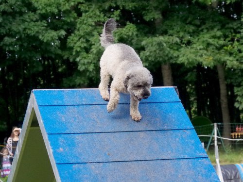 Concours d'agility, Sanvignes, 27 juillet 2024