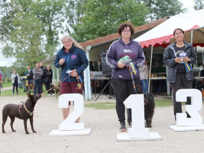 Concours d'agility,  les photos du dimanche