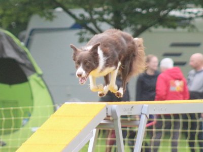 Concours d'agility, les photos du samedi