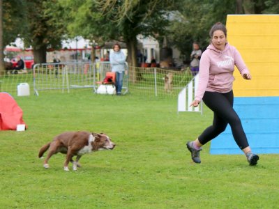Concours d'agility,  les photos du dimanche
