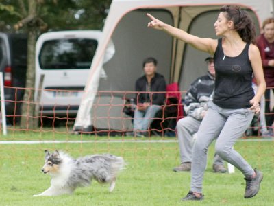 Concours d'agility, les photos du samedi
