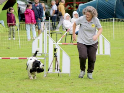 Concours d'agility,  les photos du dimanche