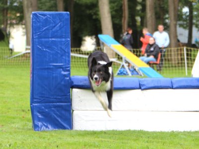 Concours d'agility, les photos du samedi