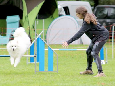 Concours d'agility, les photos du samedi
