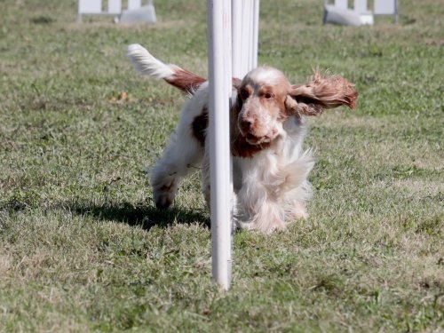 Concours d'agility, Fontaines 14 et 15 septembre 2024