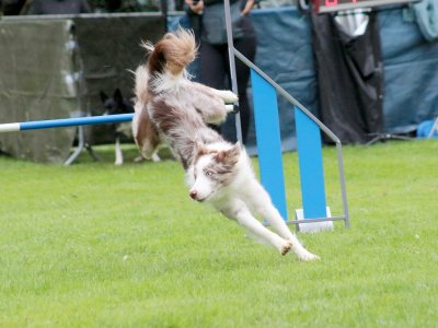 Concours d'agility, les photos du samedi