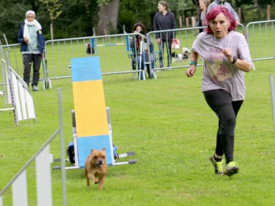 Concours d'agility, les photos du samedi