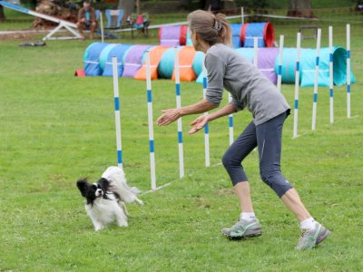 Concours d'agility, les photos du samedi