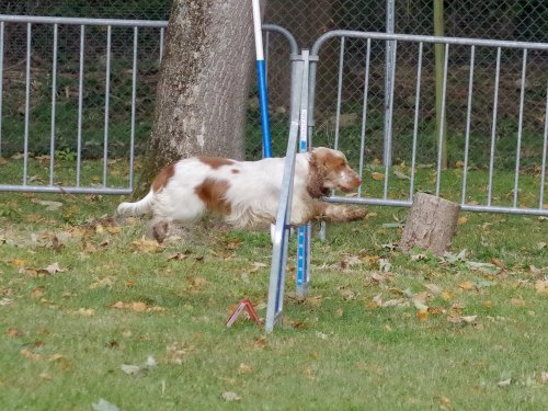 Concours d'agility, Châtenoy le royal 29 septembre 2024