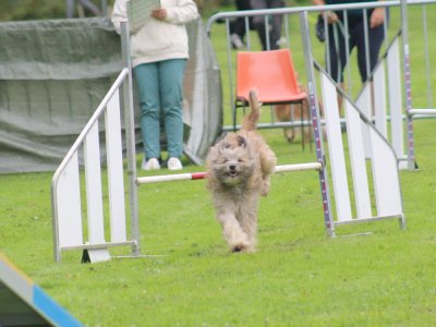 Concours d'agility, les photos du samedi