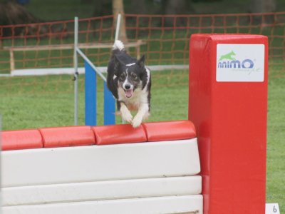 Concours d'agility, les photos du samedi