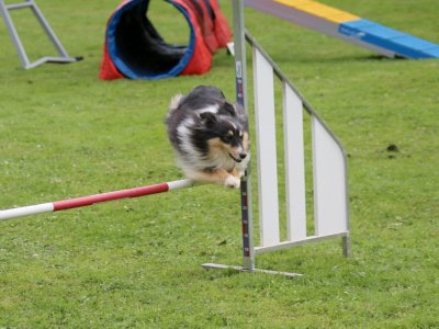 Concours d'agility, les photos du samedi