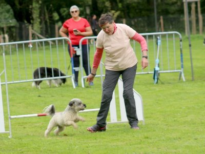Concours d'agility, les photos du samedi